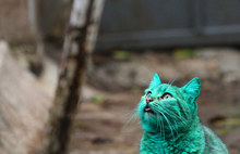 turquoisecat3.jpg
