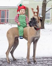 Great Dane great photo.jpg