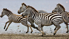tmp_28815-az_zebras-761679788.jpg