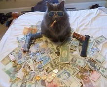 hustlecat.jpg