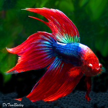 betta_red_and_blue_male_betta_13111.jpg