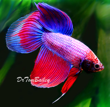 betta cambodian_betta_male_120216b3.jpg