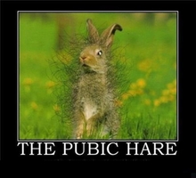 pubic+hare need.jpg