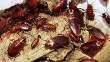 cockroaches-640x360.jpg
