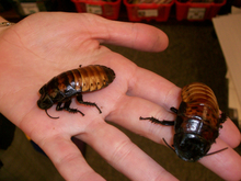 Madagascar Hissing Cockroaches.jpg
