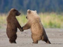 Bears hand in hand.jpg