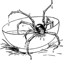 Free-Spider-Coloring-Pages.jpg