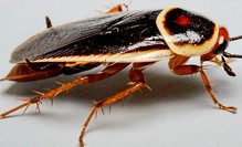 Cockroach pale_bordered_roach.jpg