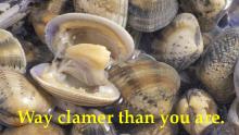 ClamAF2.jpg