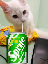 Sprite Cat.jpg