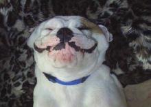 smilingdog2.jpg