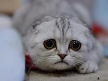 sadkitty4.jpg