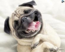smiling-dog-graphic.jpg