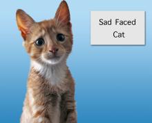 sad-faced-kitten.jpg