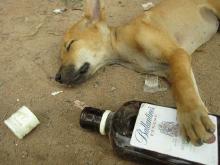 drunk-puppy.jpg