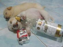 funny-puppies-looking-drunk.jpg