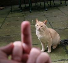 gato1.jpg