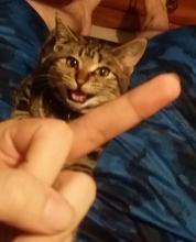 gato2.jpg