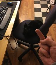 gato3.jpg