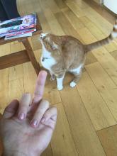 gato5.jpg