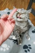 gato4.jpg