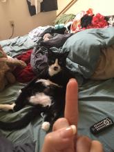 gato6.jpg