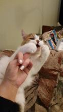 muderousgato.jpg