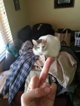 gato6.jpg