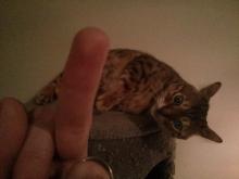 gato7.jpg