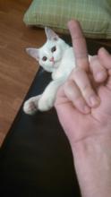 gato8.jpg