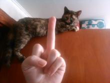 gato9.jpg