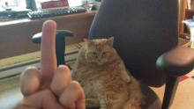 gato99.jpg