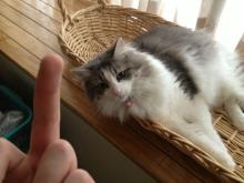 gato999.jpg