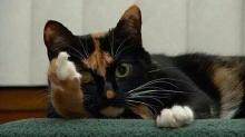 gato111.jpg