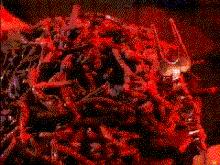 Klingon live food-1.gif