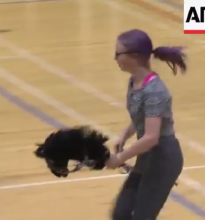 Hobby horse finland-1.png