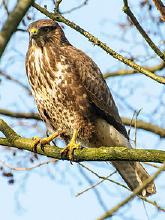 Buzzard Netherlands-8.jpg