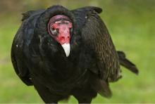 turkey-vulture.jpg
