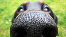 dog-nose-rottweiler.jpg