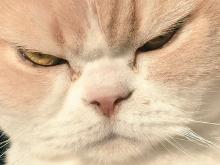 japanese-grumpy-cat-angry-koyuki-mo.jpg