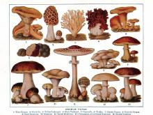 Mushrooms edible-fungi600.jpg