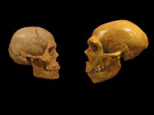 Human and Neanderthal skulls.jpg