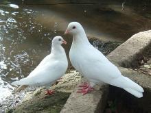 doves-near-waters-edge.jpg