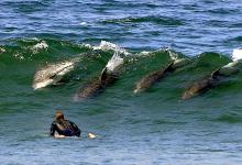 Porpoise and Surfer.jpg