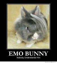 emo-bunny-nobody-understands-him.jpg