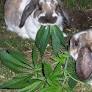 weed-bunnies.jpg