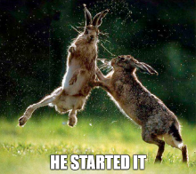 bunny-fight.png