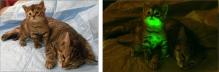 glowing-kitten-sidebyside1.jpg