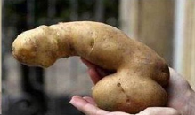 Potato - dick.png