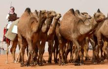 Camels with Botox.jpg